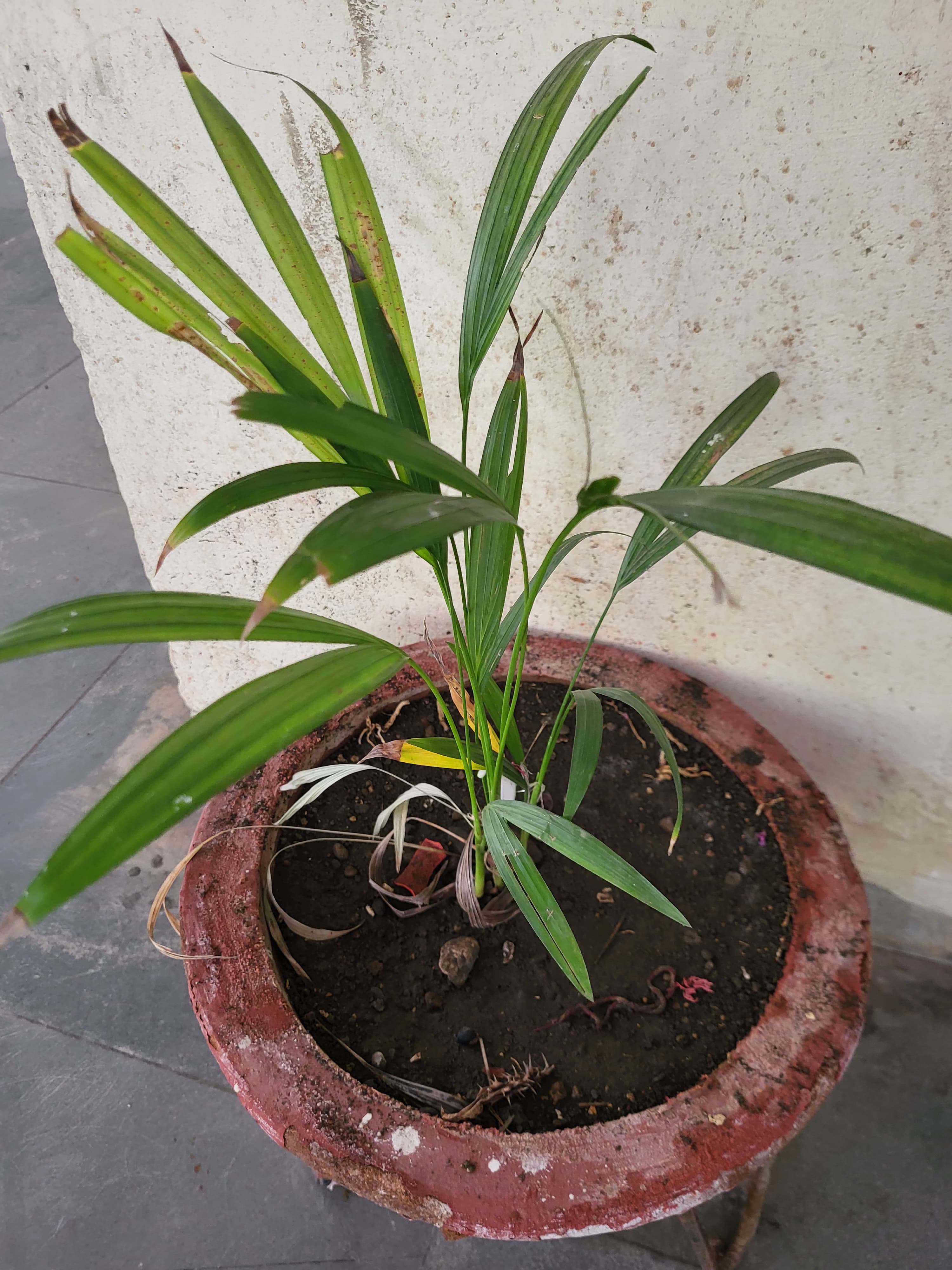 Mango Tree